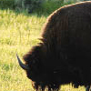 Where the Buffalo Roam